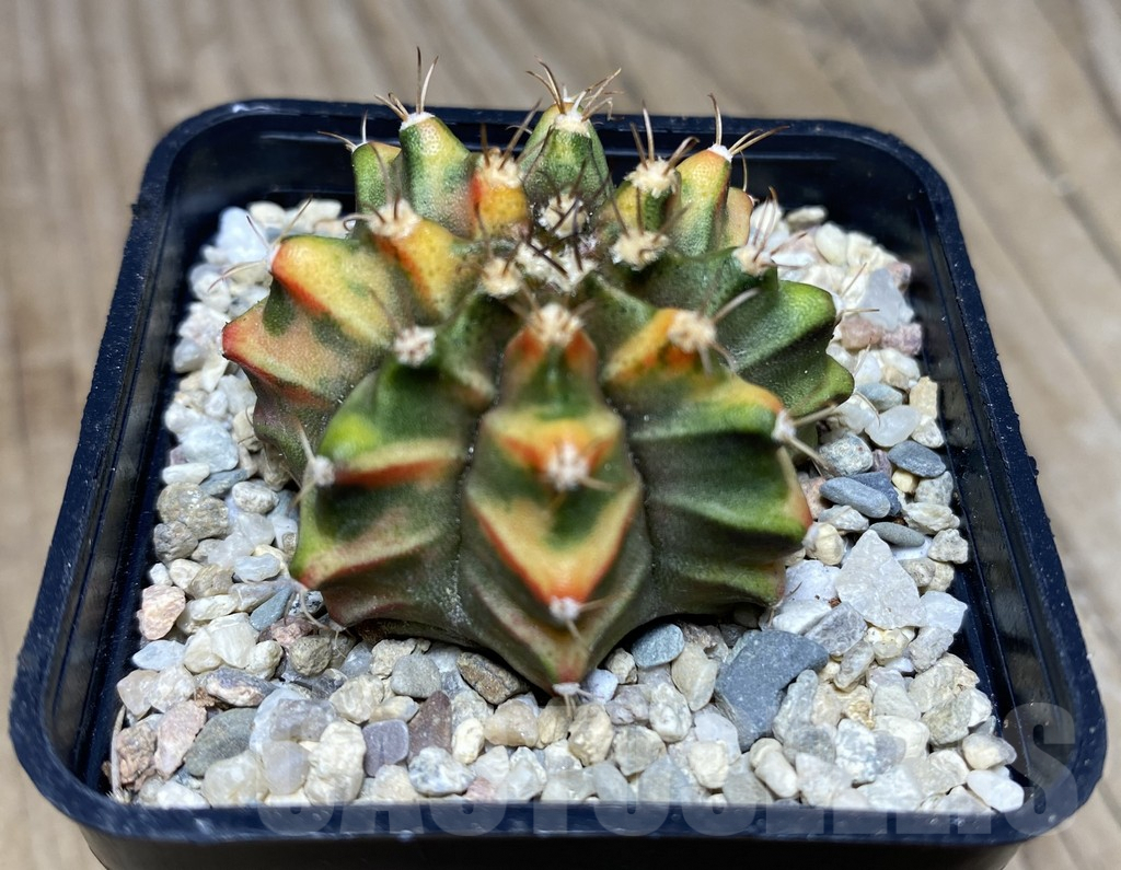 SHPR26721 Gymnocalycium mihanovichii f.variegata OG-1 - Image 2