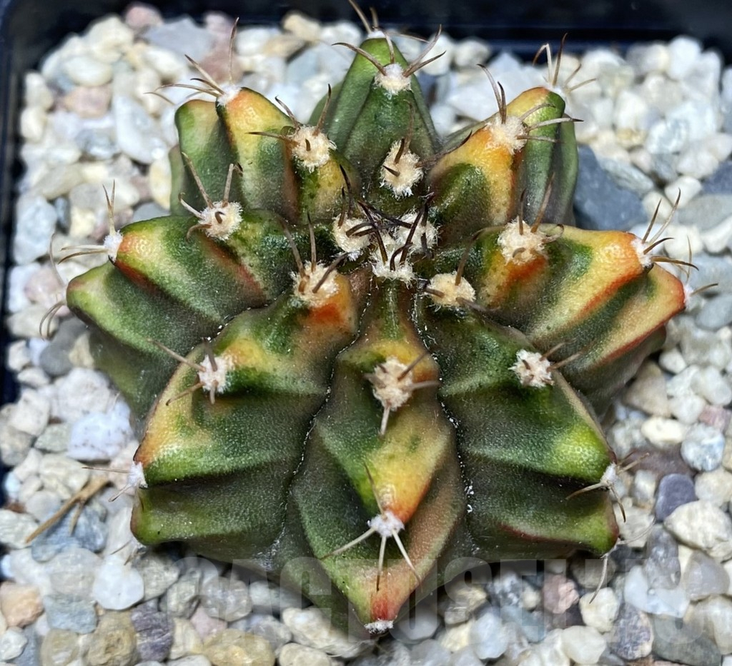 SHPR26721 Gymnocalycium mihanovichii f.variegata OG-1