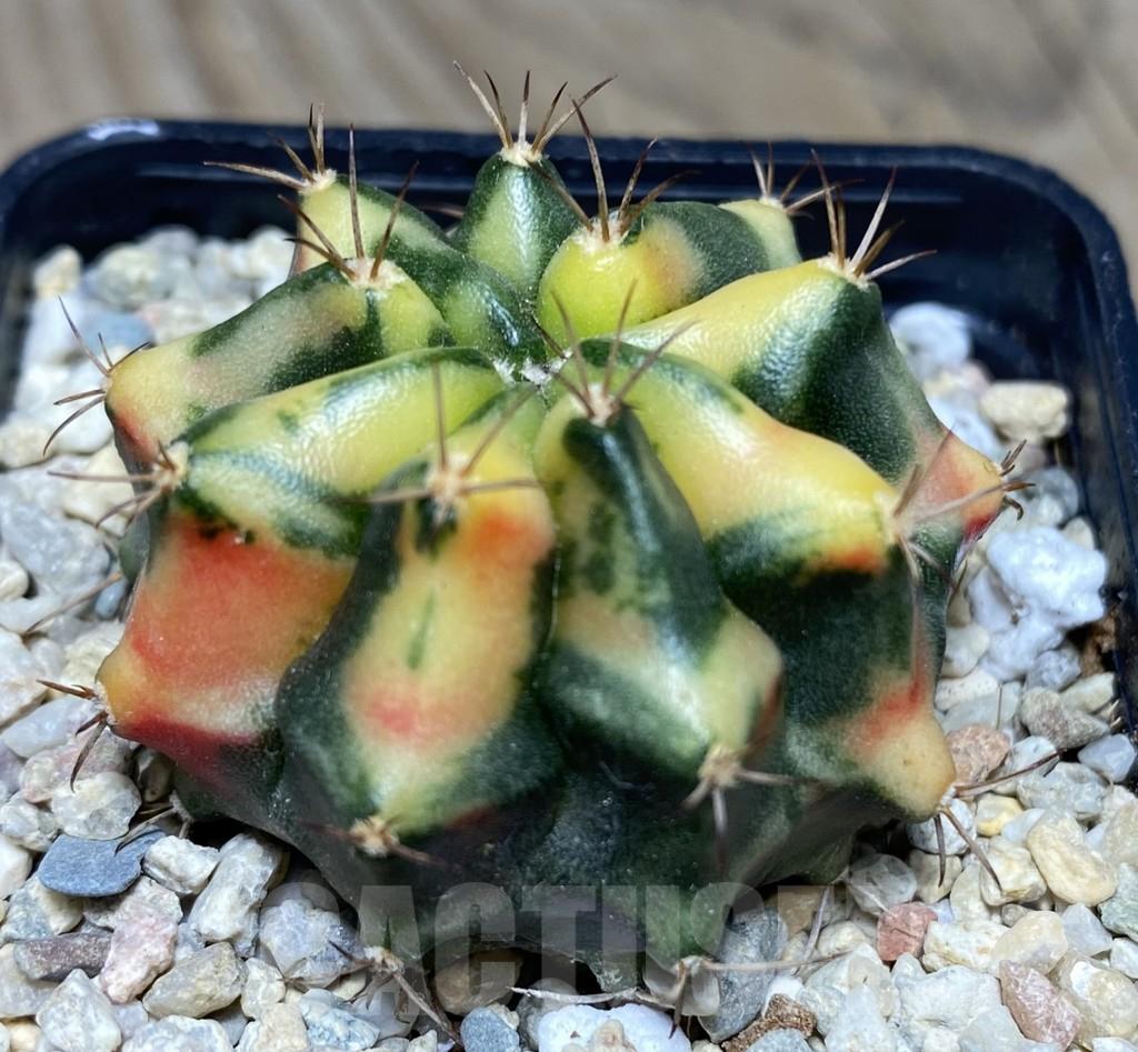SHPR26723 Gymnocalycium mihanovichii 'Carnelian'