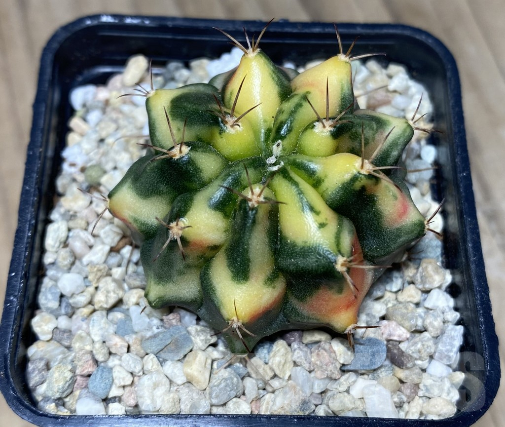 SHPR26723 Gymnocalycium mihanovichii 'Carnelian' - Image 2