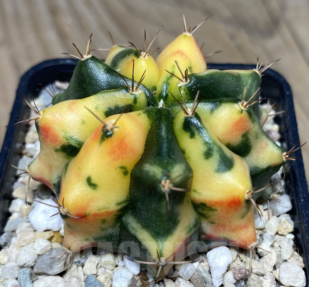 SHPR26724 Gymnocalycium mihanovichii 'Carnelian'