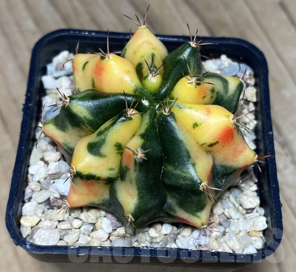 SHPR26724 Gymnocalycium mihanovichii 'Carnelian' - Image 2