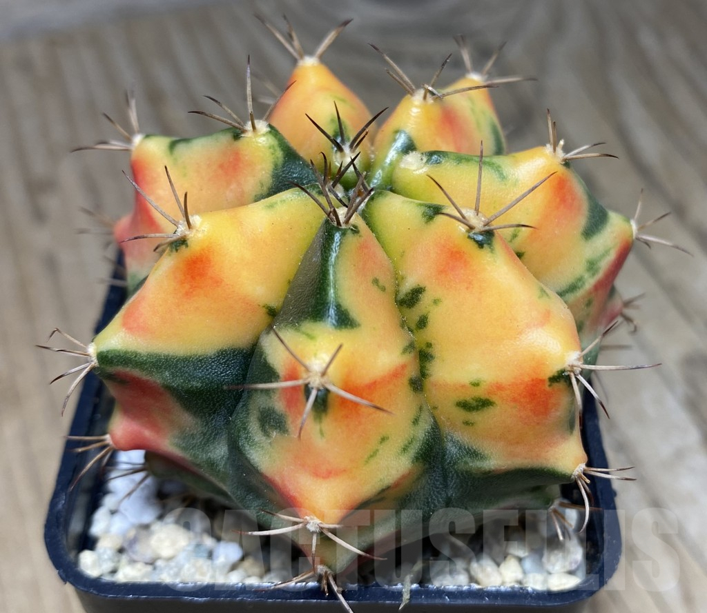 SHPR26725 Gymnocalycium mihanovichii 'Carnelian' - Image 2