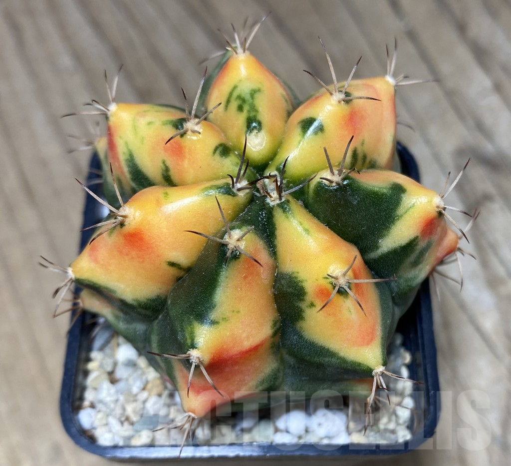 SHPR26725 Gymnocalycium mihanovichii 'Carnelian'