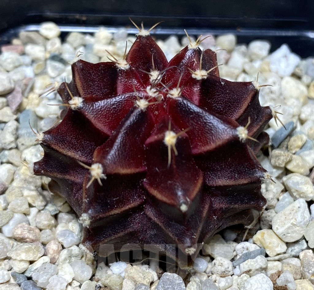 SHPR26726 Gymnocalycium mihanovichii 'Ruby Star'