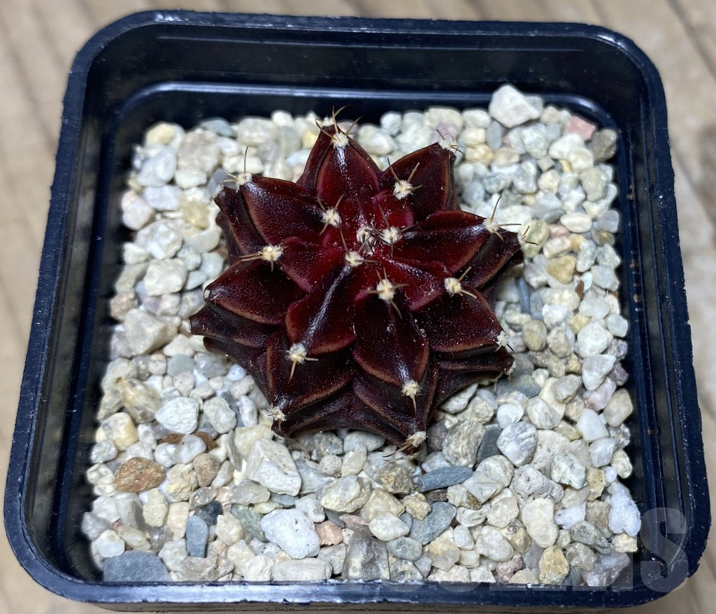 SHPR26726 Gymnocalycium mihanovichii 'Ruby Star' - Image 2