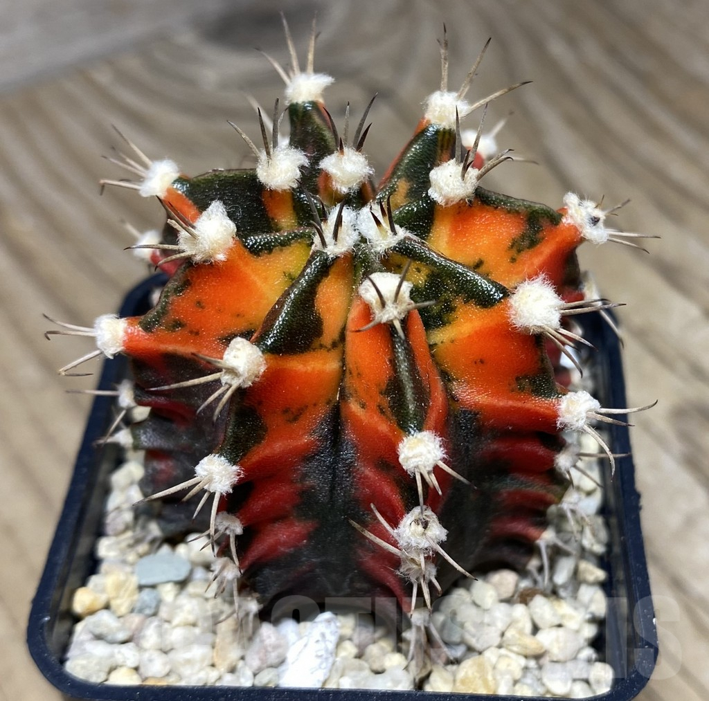SHPR26727 Gymnocalycium mihanovichii 'Red in Dark'