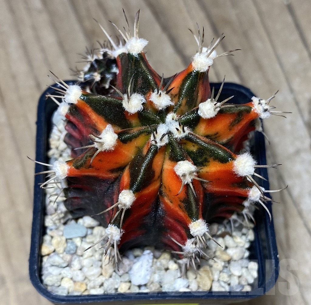 SHPR26727 Gymnocalycium mihanovichii 'Red in Dark' - Image 2