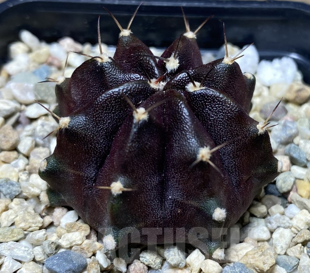 SHPR26746 Gymnocalycium mihanovichii 'Black Boxer'