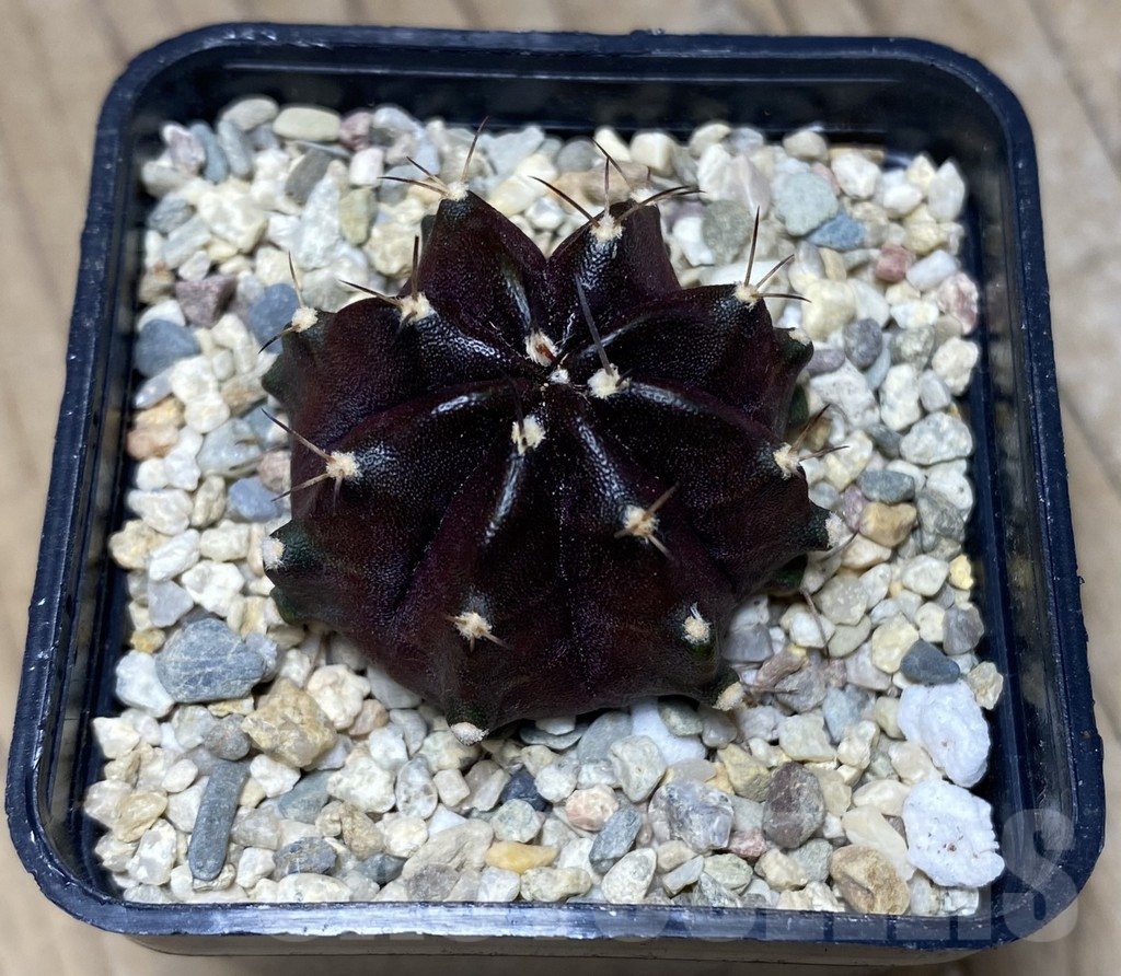 SHPR26746 Gymnocalycium mihanovichii 'Black Boxer' - Image 2
