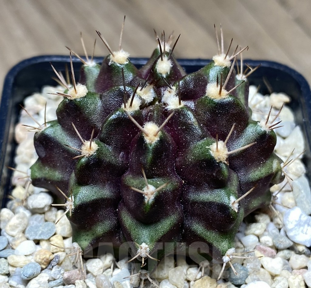 SHPR26755 Gymnocalycium mihanovichii ‘Black Green'