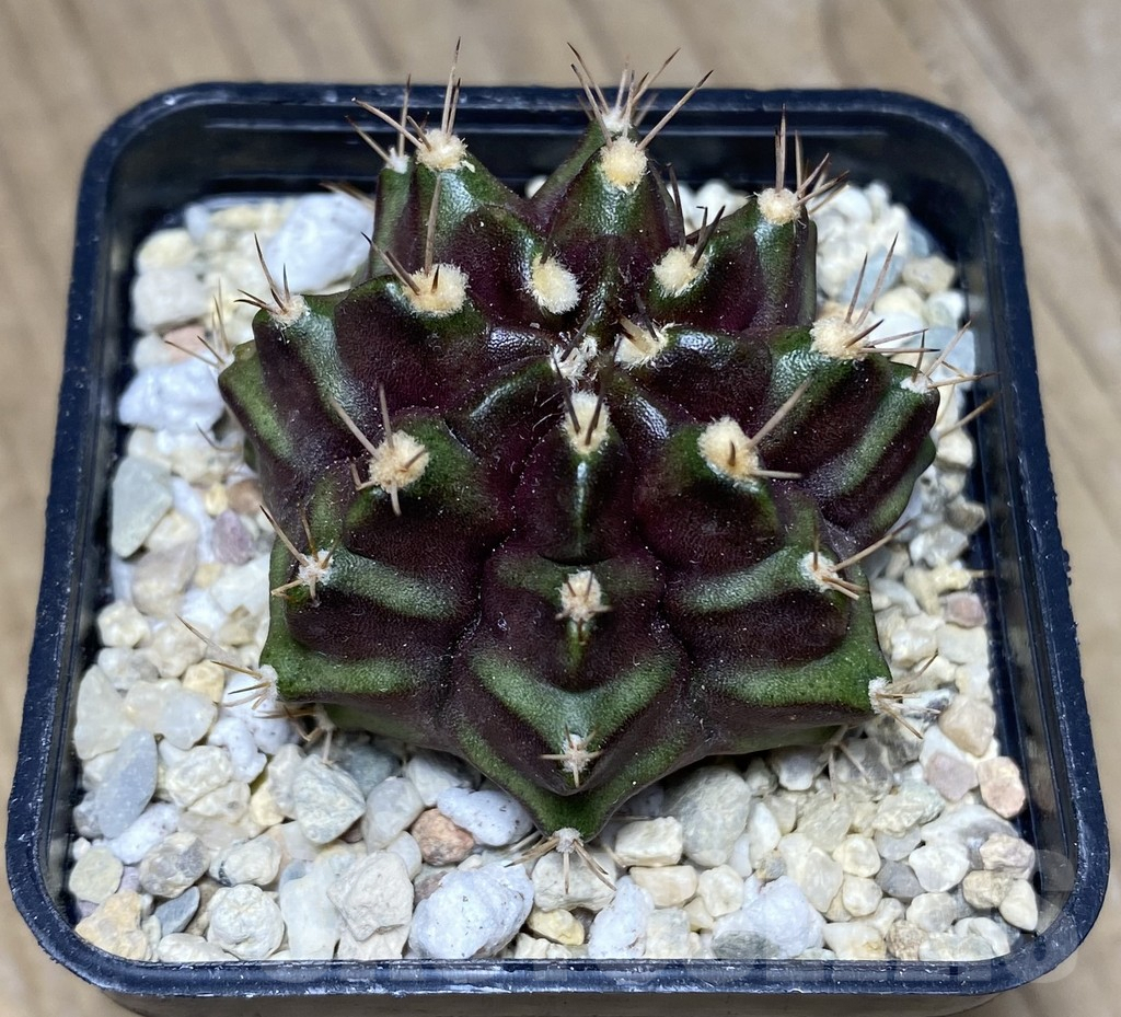 SHPR26755 Gymnocalycium mihanovichii ‘Black Green' - Image 2