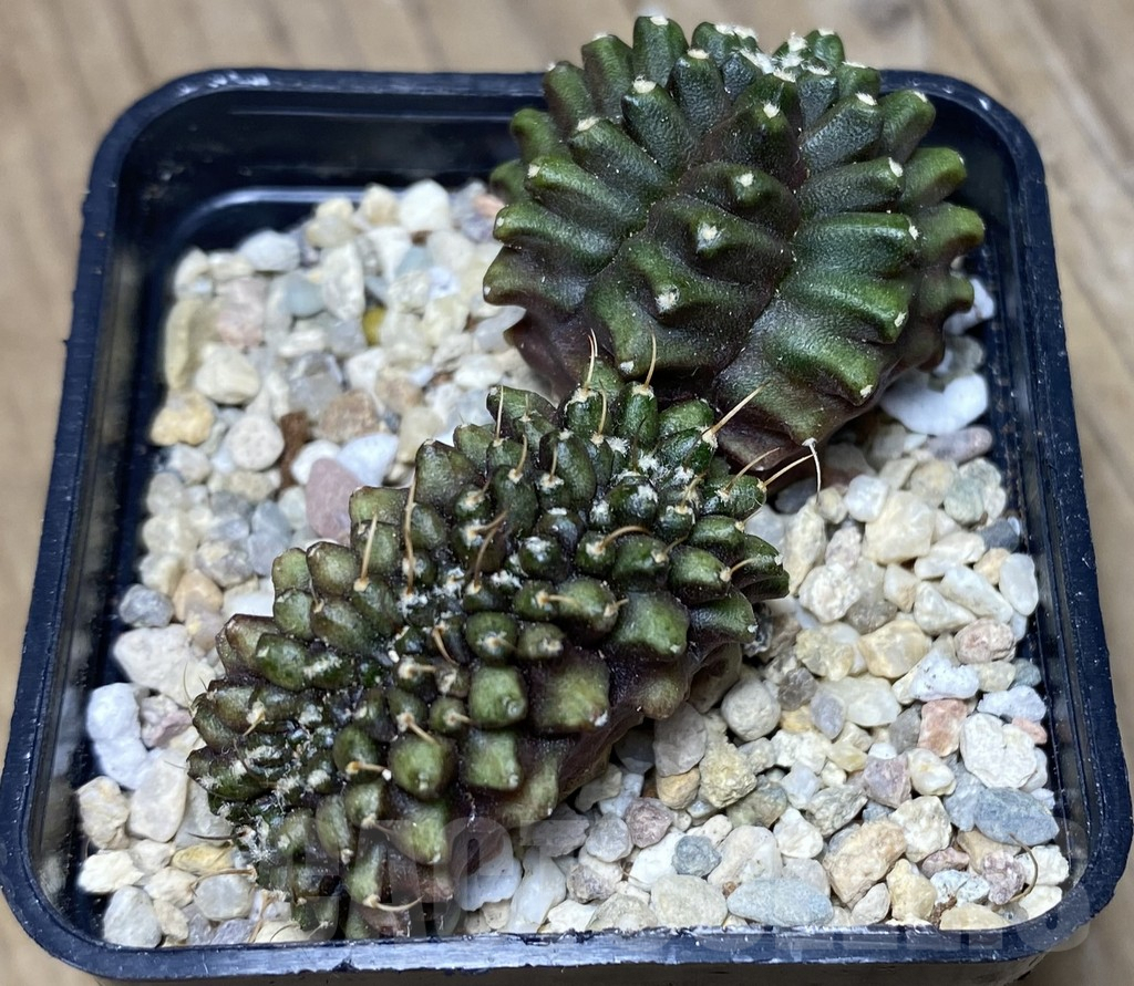 SHPR26759 Gymnocalycium mihanovichii ‘Transformer' f.cristata