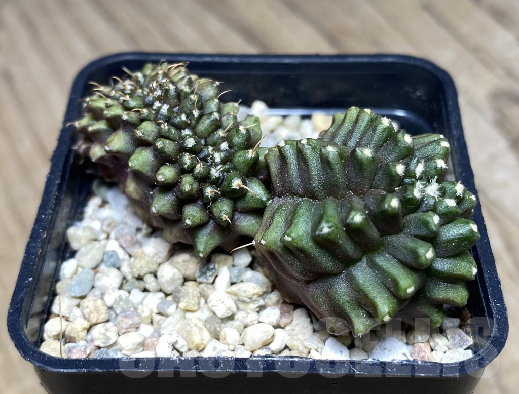 SHPR26759 Gymnocalycium mihanovichii ‘Transformer' f.cristata - Image 2