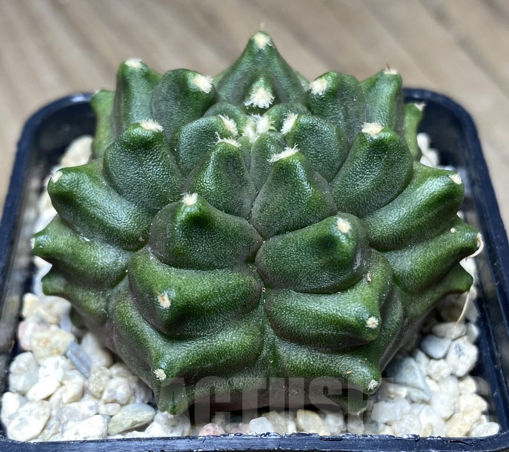 SHPR26760 Gymnocalycium mihanovichii ‘Transformer'