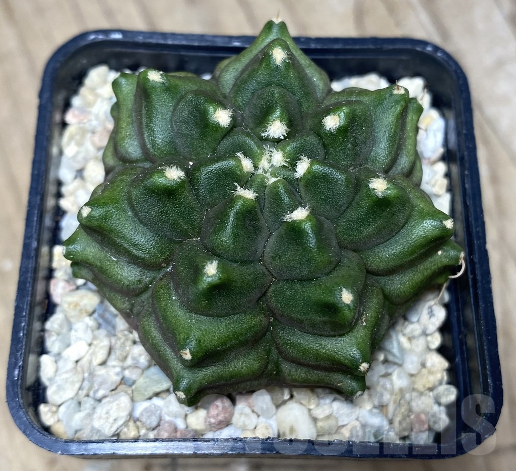 SHPR26760 Gymnocalycium mihanovichii ‘Transformer' – Image 2