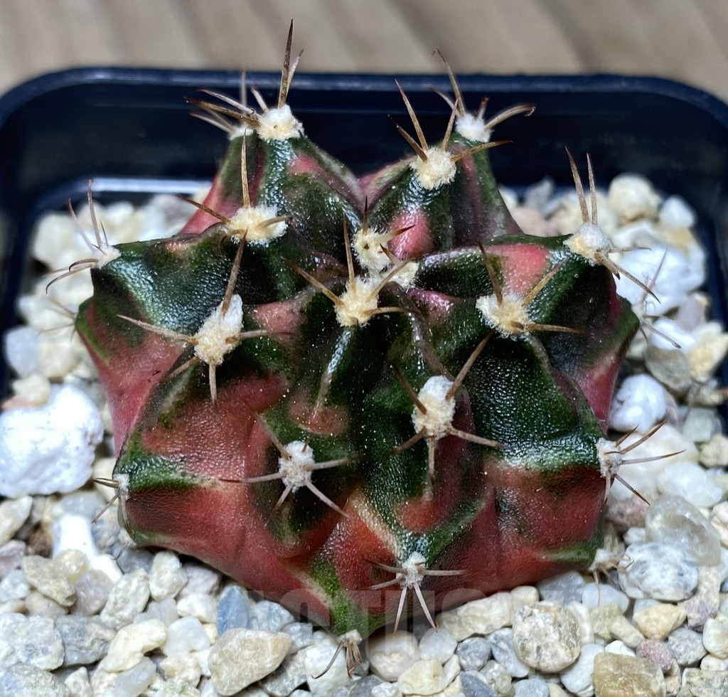 SHPR26762 Gymnocalycium mihanovichii 'Emerald'