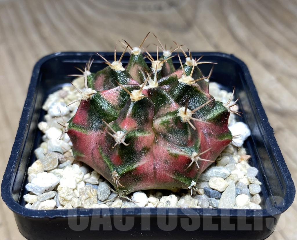 SHPR26762 Gymnocalycium mihanovichii 'Emerald' – Bild 2