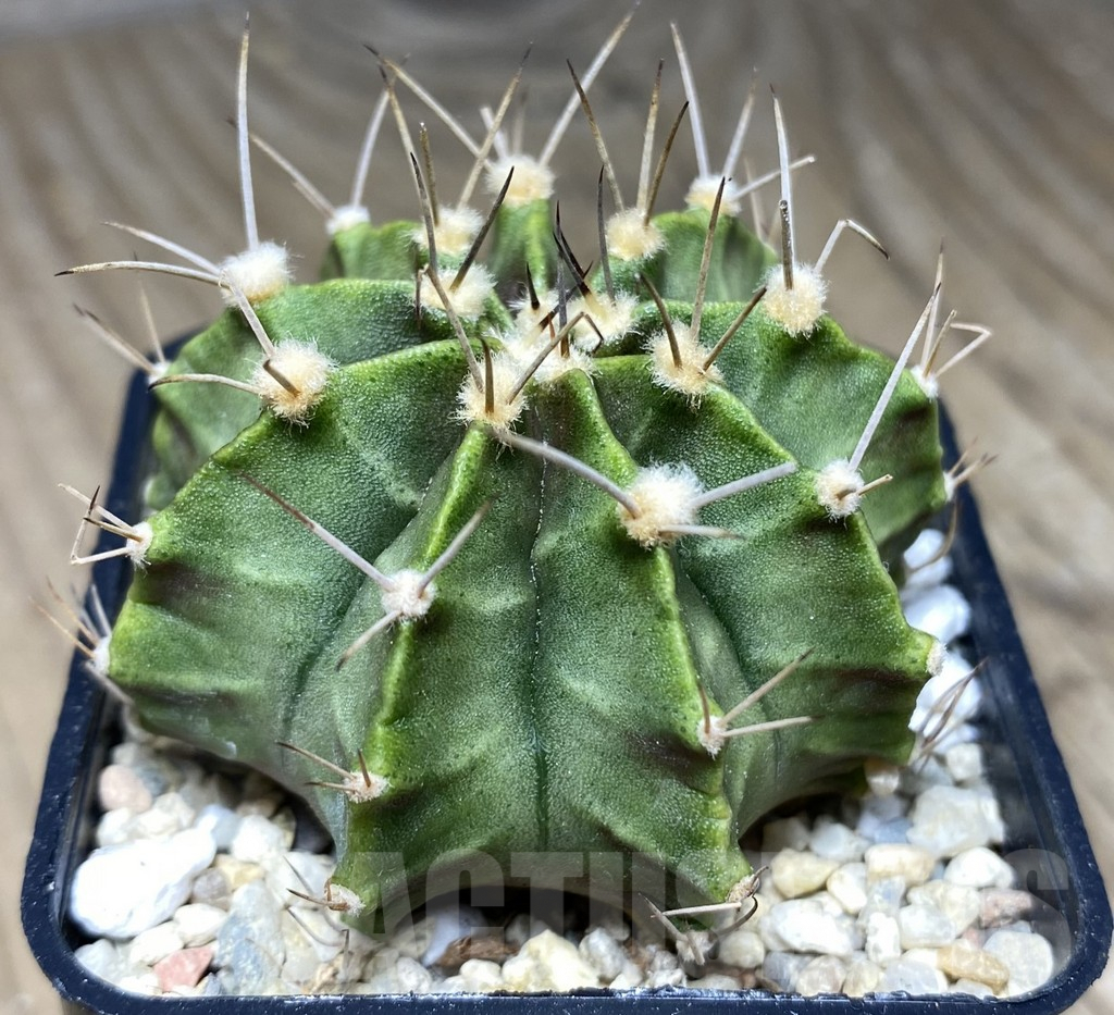 SHPR26764 Gymnocalycium mihanovichii 'Green Light'