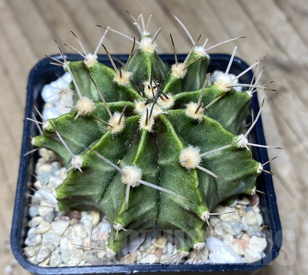SHPR26764 Gymnocalycium mihanovichii 'Green Light' – Bild 2