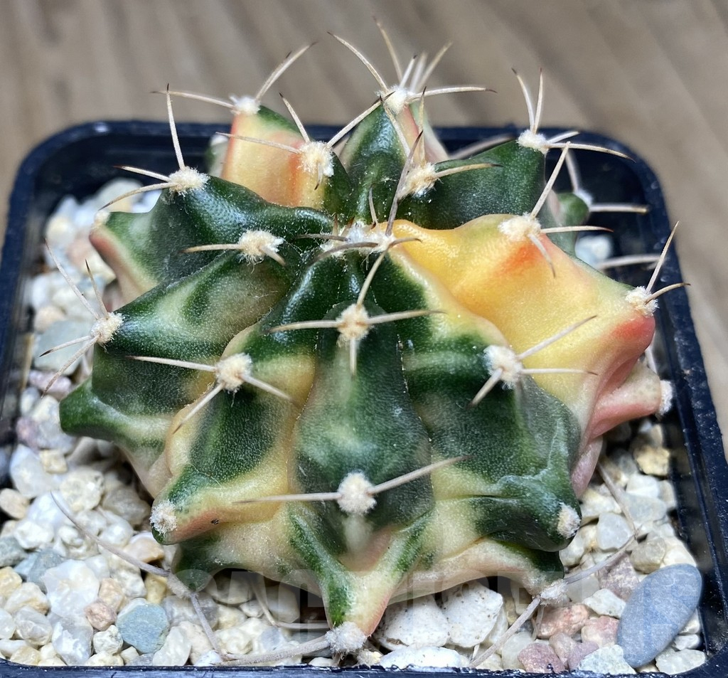SHPR26767 Gymnocalycium mihanovichii 'Pastel Flower'
