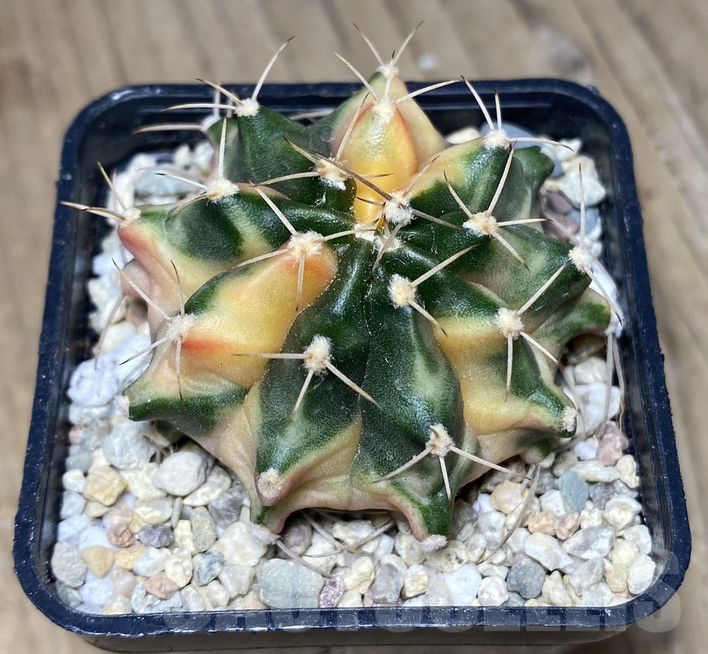 SHPR26767 Gymnocalycium mihanovichii 'Pastel Flower' – Bild 2