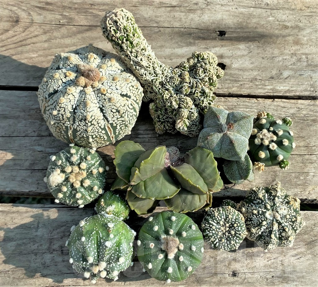 SET87 Astrophytum mix, 10 plants, cuted grafteng - Image 2
