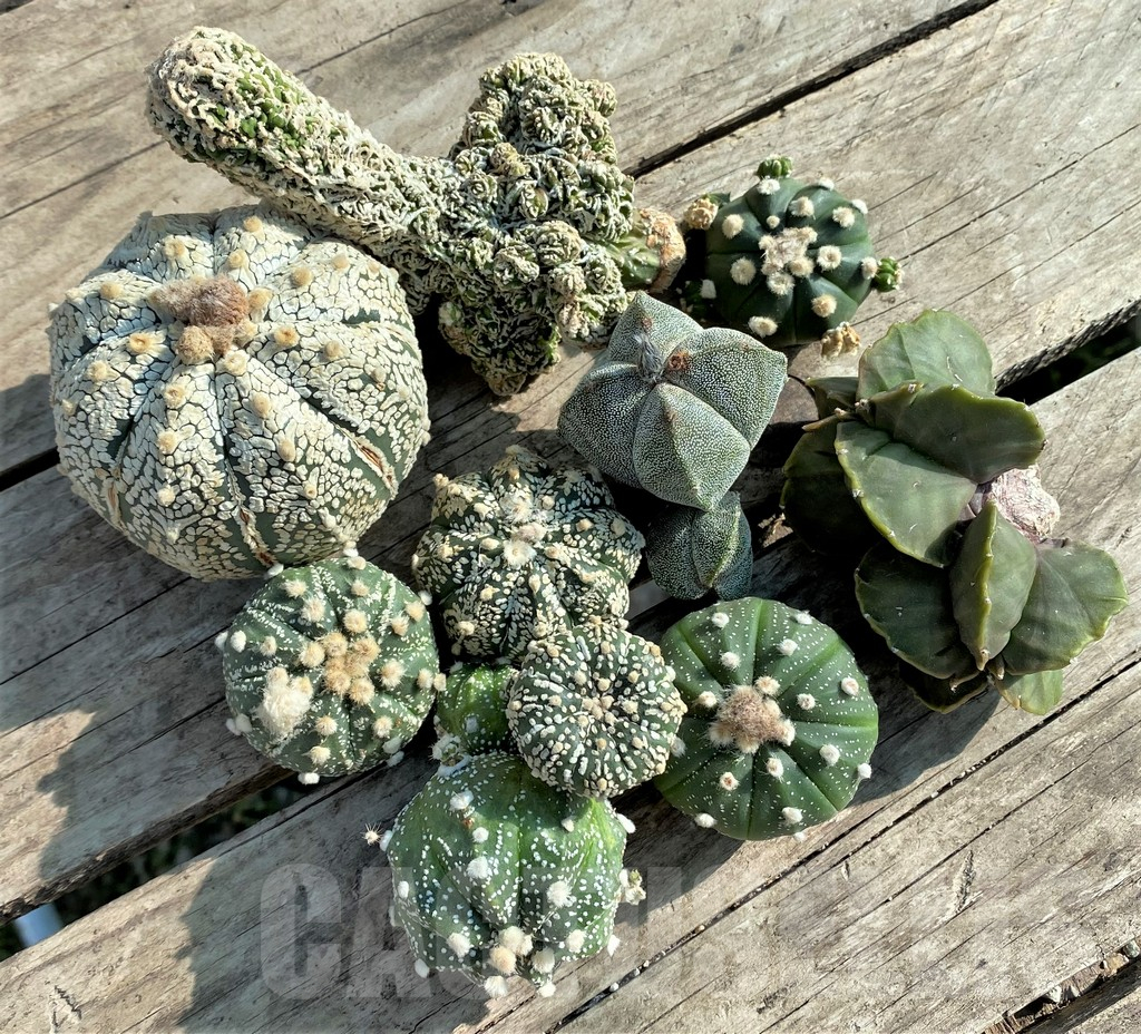 SET87 Astrophytum mix, 10 plants, cuted grafteng