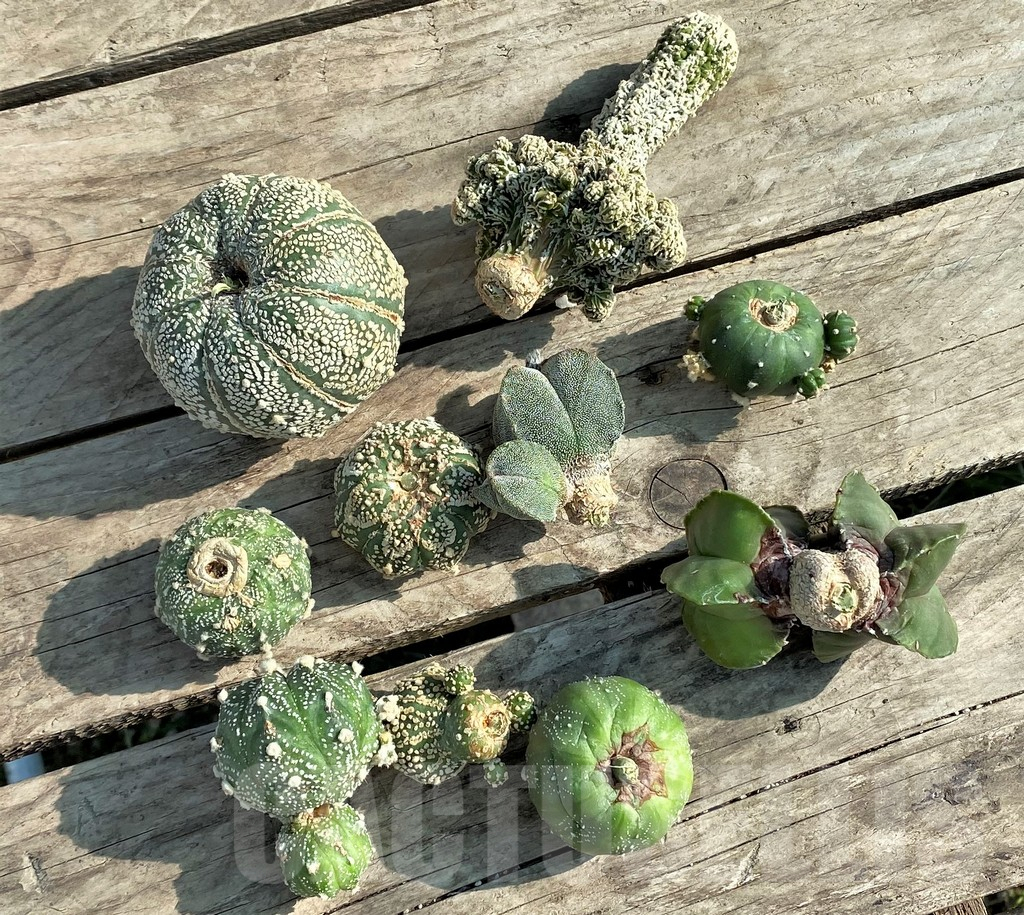 SET87 Astrophytum mix, 10 plants, cuted grafteng - Image 3