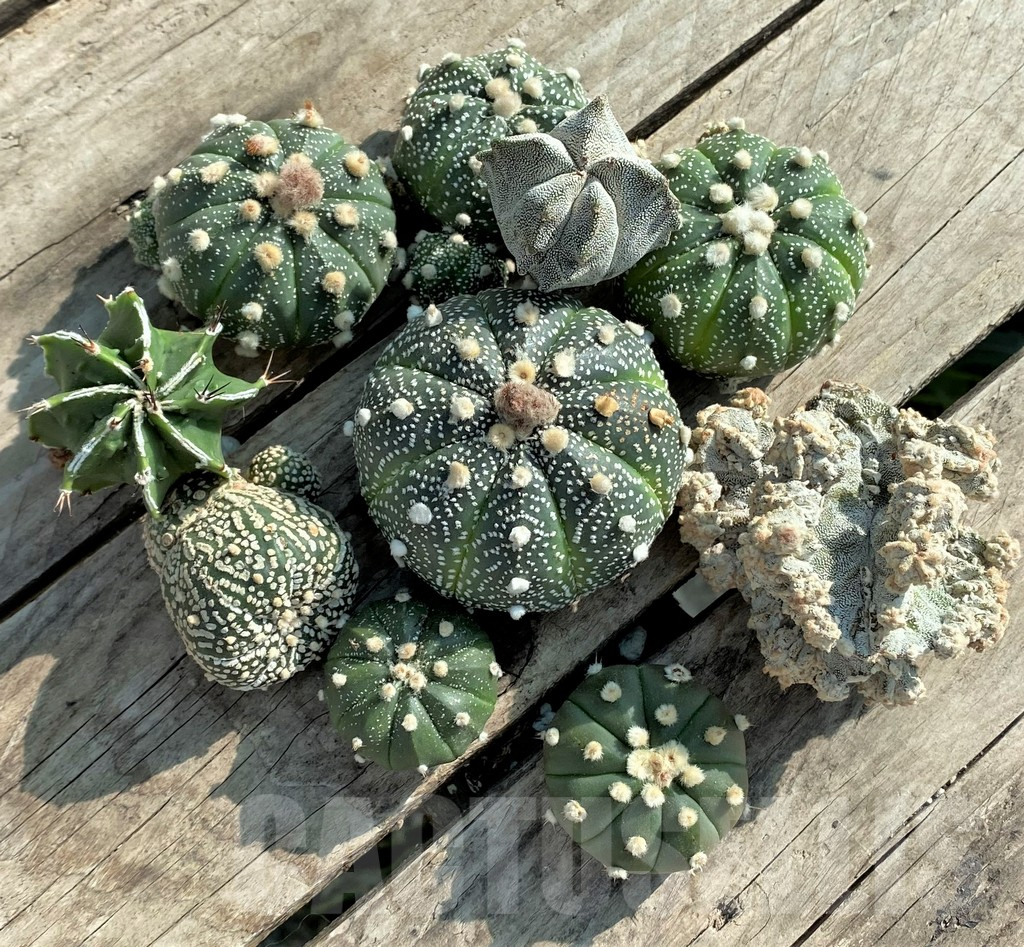 SET88 Astrophytum mix, 10 plants, cuted grafteng