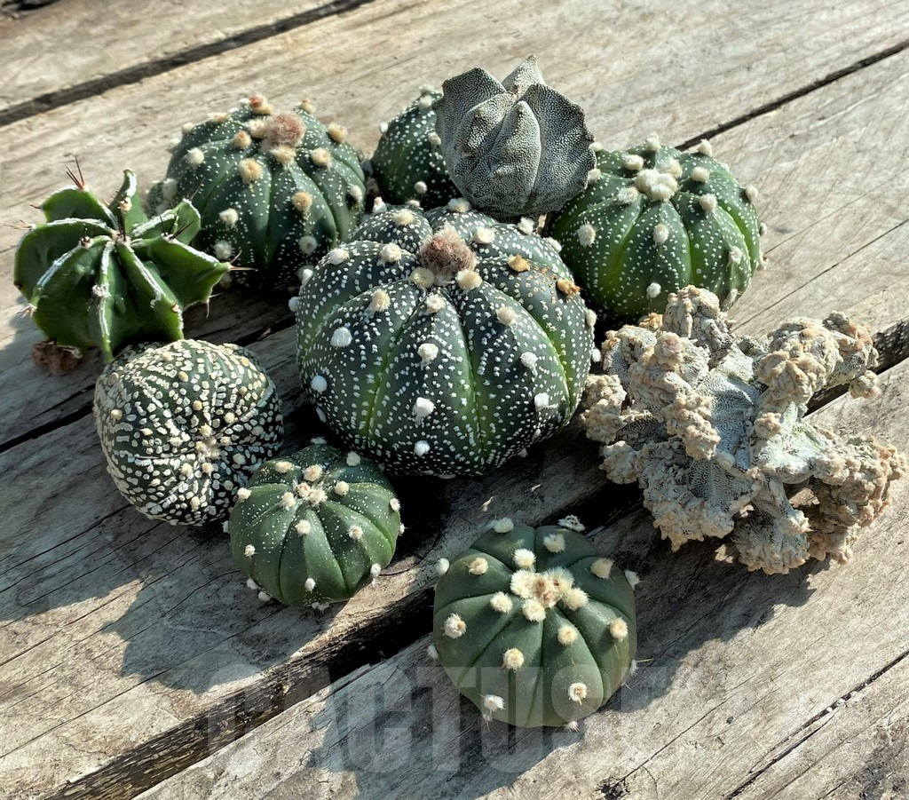 SET88 Astrophytum mix, 10 plants, cuted grafteng - Image 2