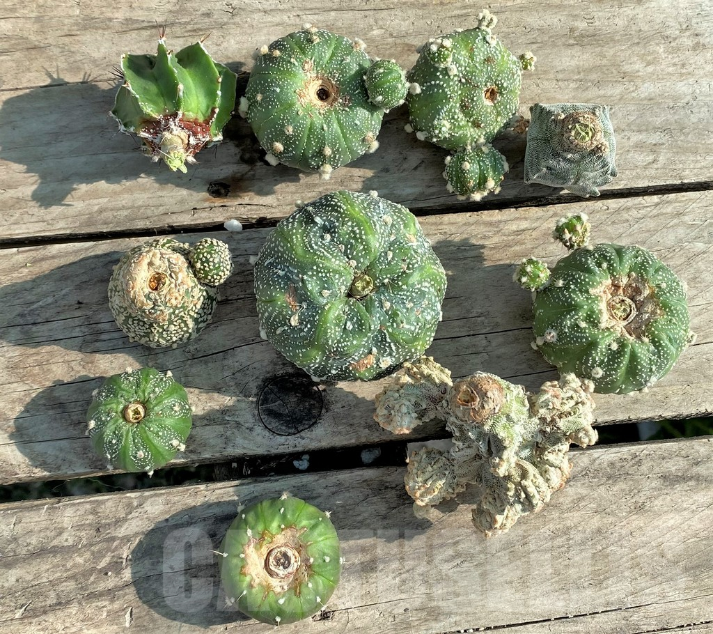SET88 Astrophytum mix, 10 plants, cuted grafteng - Image 3