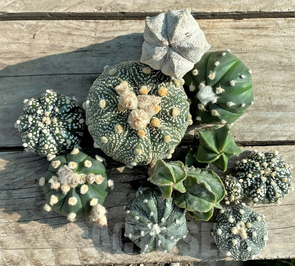 SET89 Astrophytum mix, 10 plants, cuted grafteng