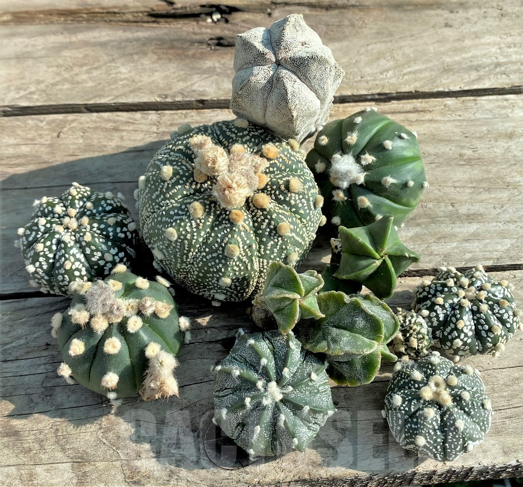 SET89 Astrophytum mix, 10 plants, cuted grafteng - Imagen 2