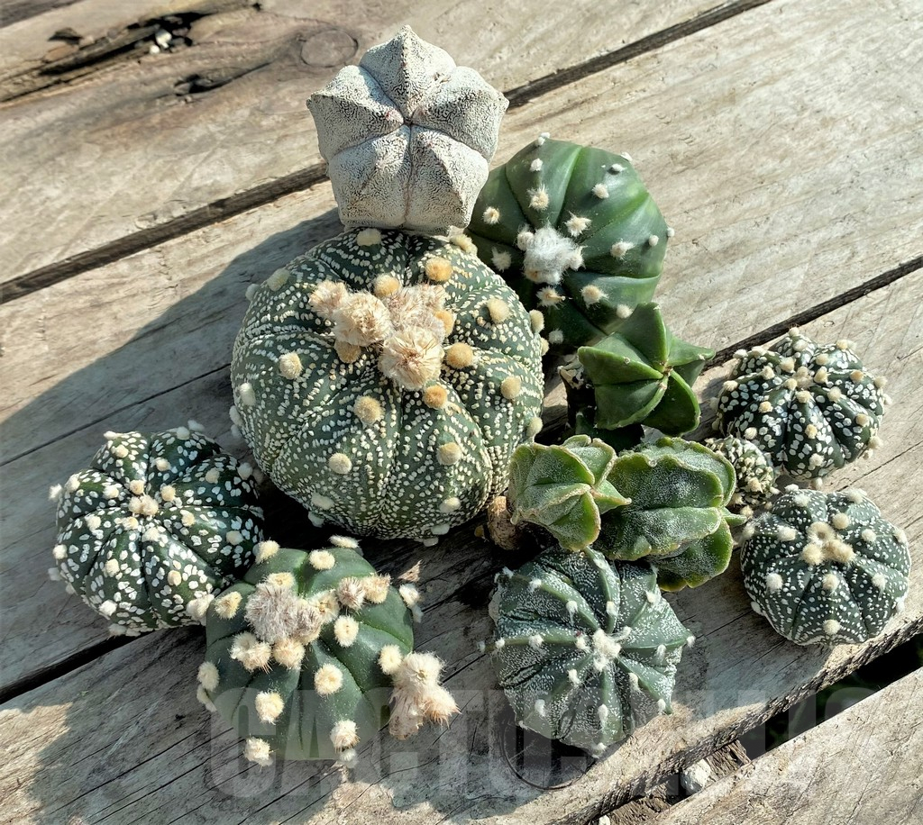 SET89 Astrophytum mix, 10 plants, cuted grafteng - Imagen 3
