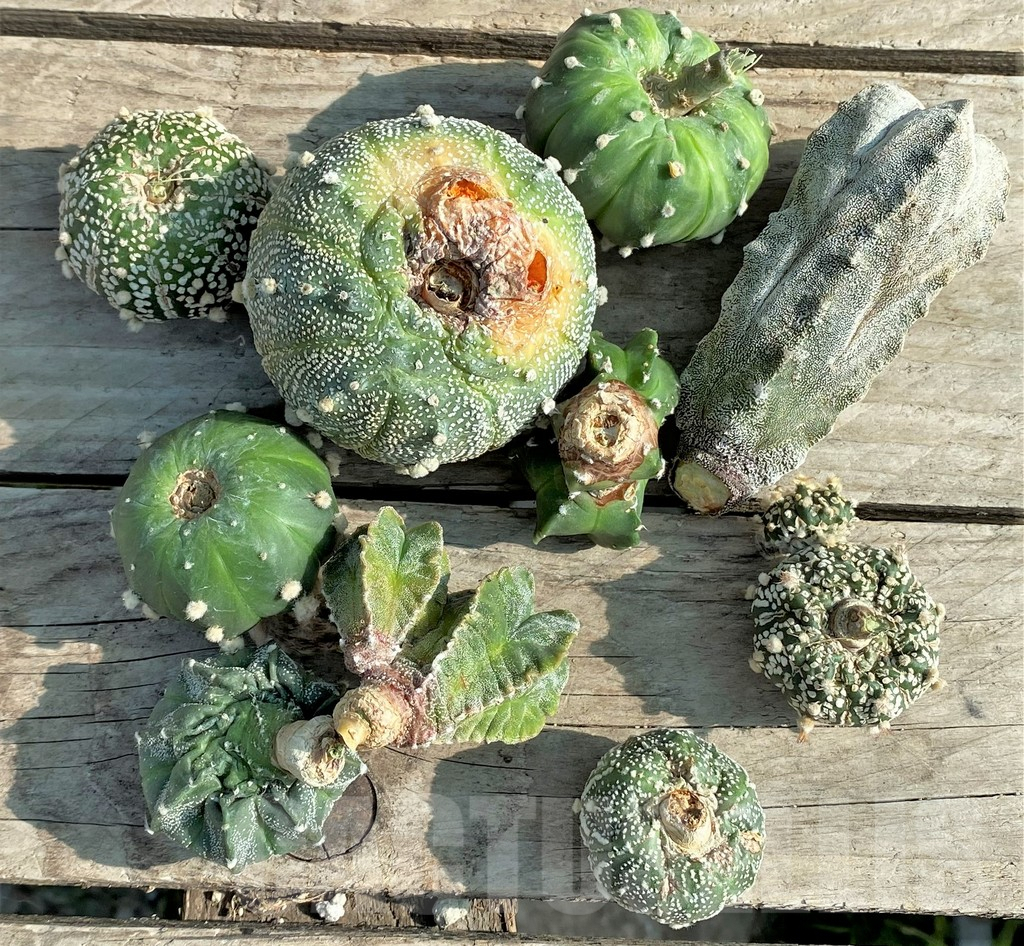 SET89 Astrophytum mix, 10 plants, cuted grafteng - Imagen 4
