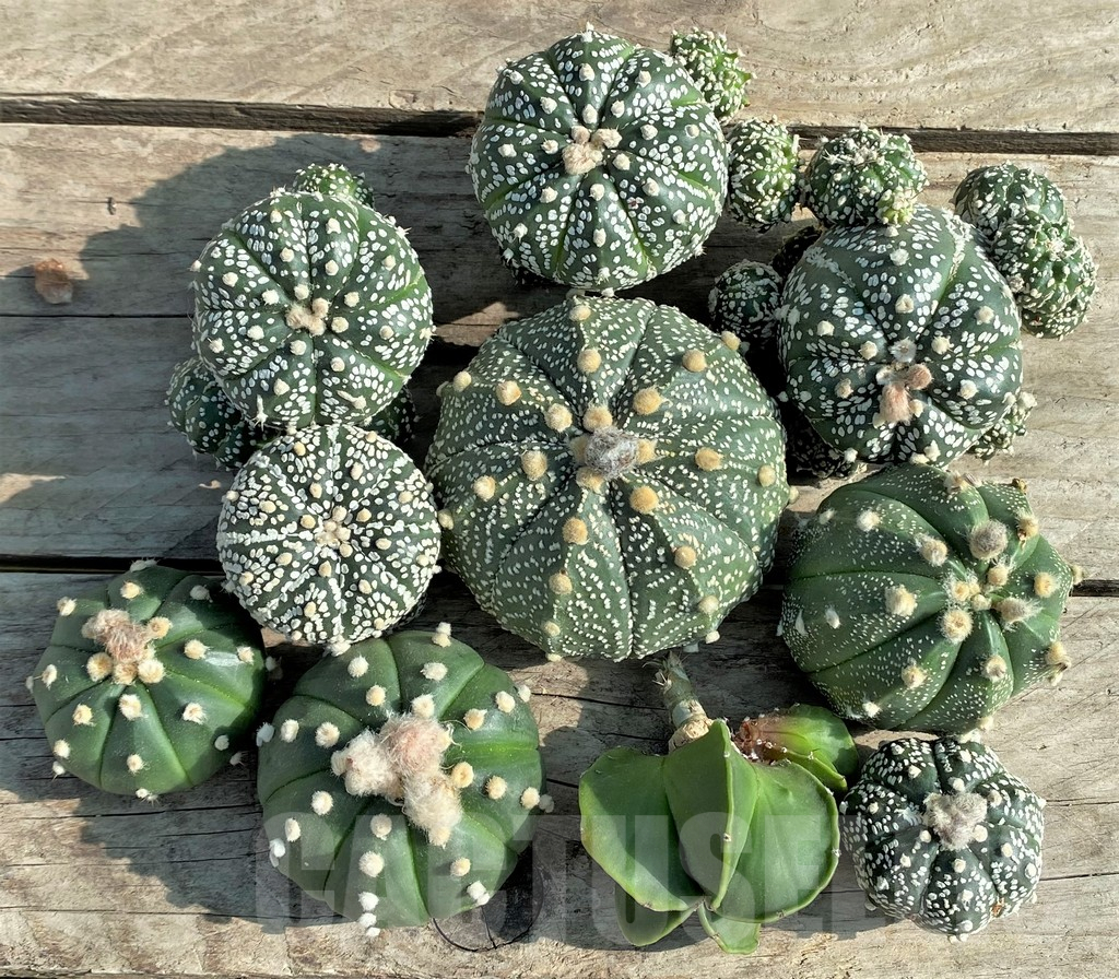 SET90 Astrophytum mix, 10 plants, cuted grafteng