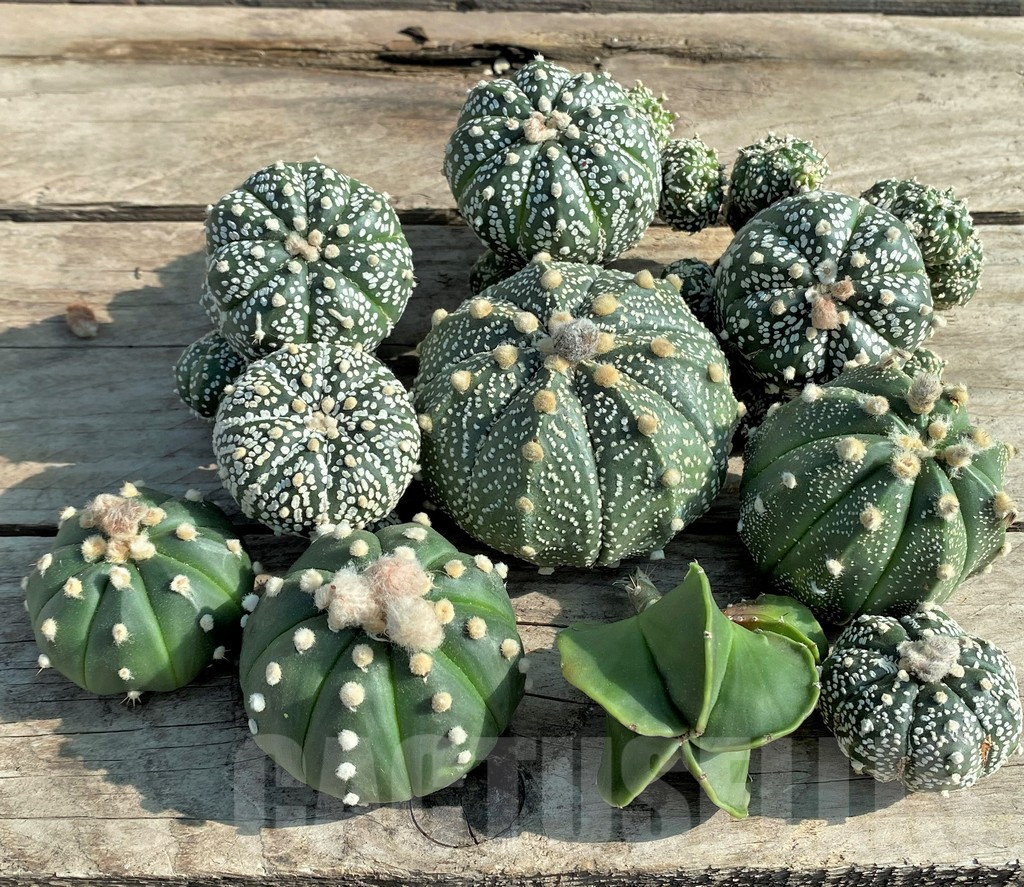 SET90 Astrophytum mix, 10 plants, cuted grafteng - Image 2