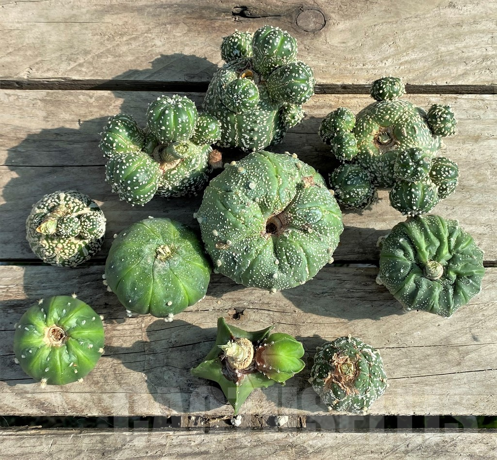 SET90 Astrophytum mix, 10 plants, cuted grafteng - Image 3