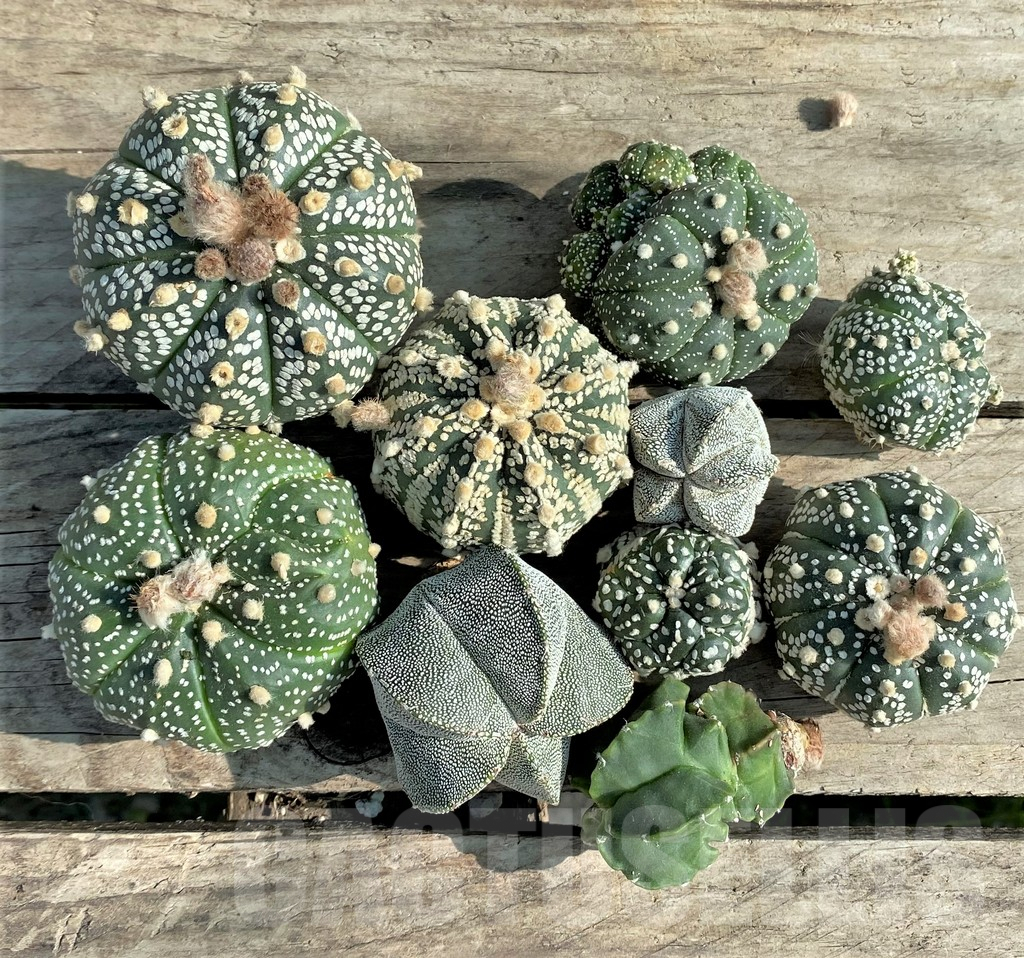 SET91 Astrophytum mix, 10 plants, cuted grafteng - Image 2