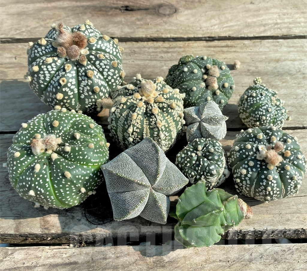 SET91 Astrophytum mix, 10 plants, cuted grafteng