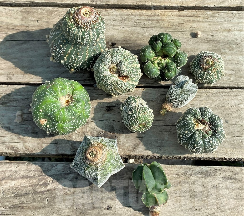 SET91 Astrophytum mix, 10 plants, cuted grafteng - Image 3