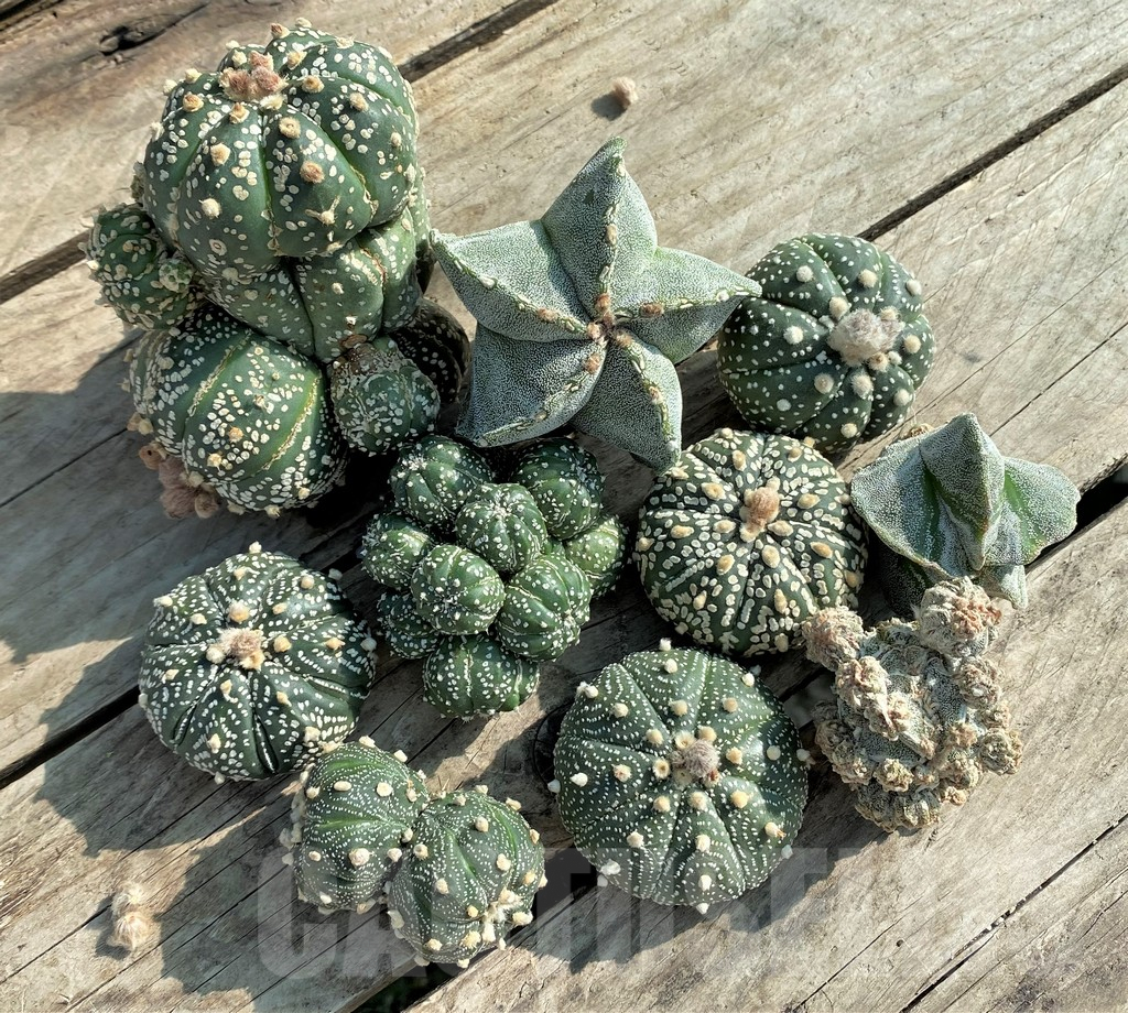 SET92 Astrophytum mix, 10 plants, cuted grafteng - Image 2