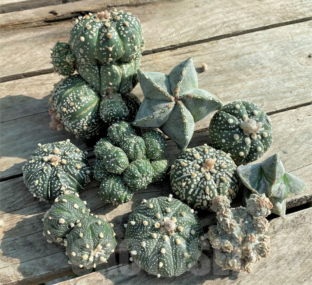 SET92 Astrophytum mix, 10 plants, cuted grafteng
