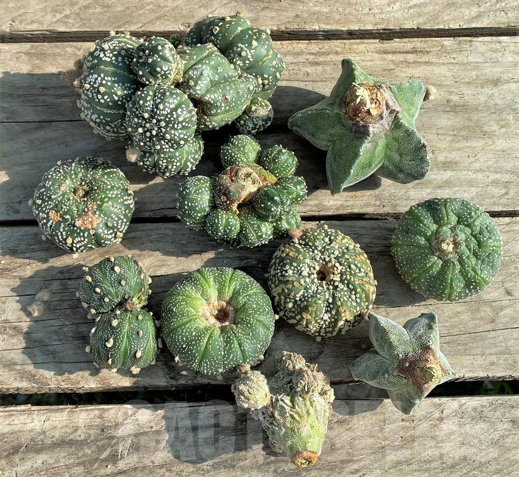 SET92 Astrophytum mix, 10 plants, cuted grafteng - Image 3