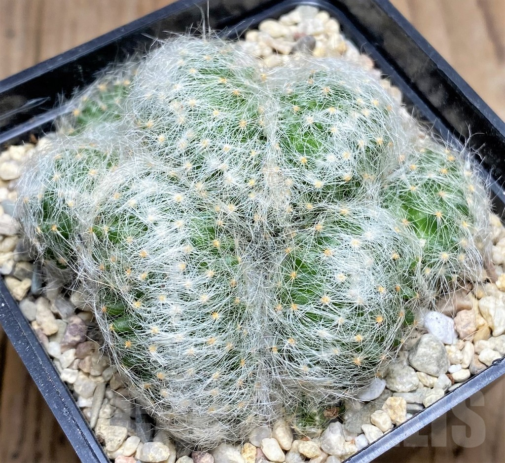 SHPR27697 Mammillaria baumii f. cristata - Image 2