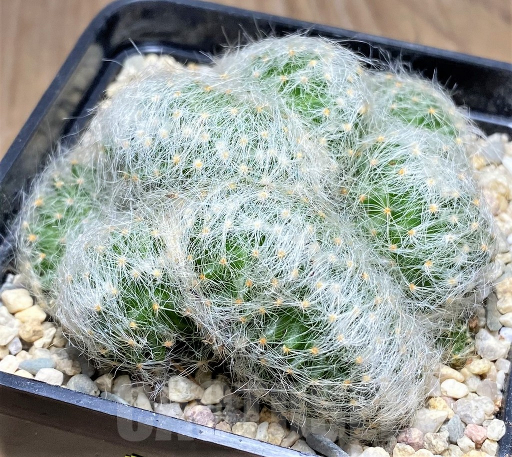 SHPR27697 Mammillaria baumii f. cristata