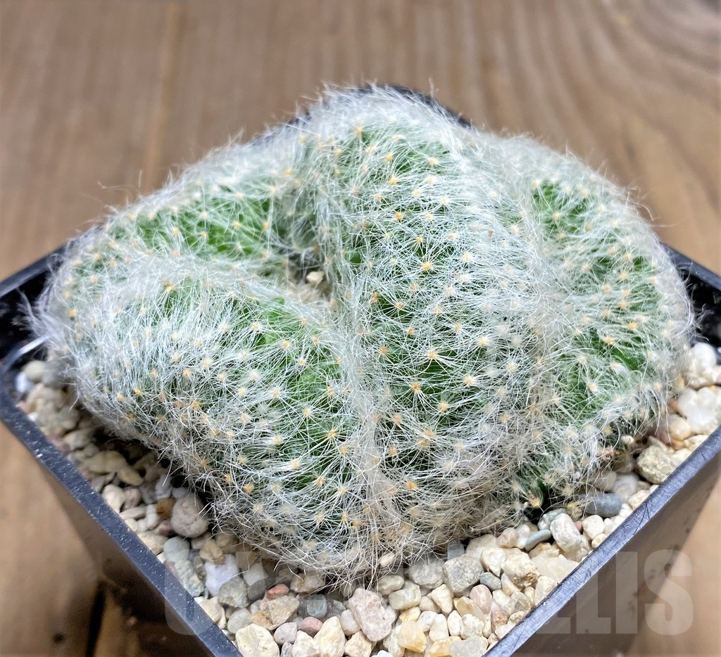 SHPR26770 Mammillaria baumii f. cristata - Image 2