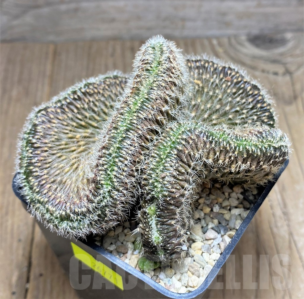 SHPR26771 Setiechinopsis mirabilis f. cristata