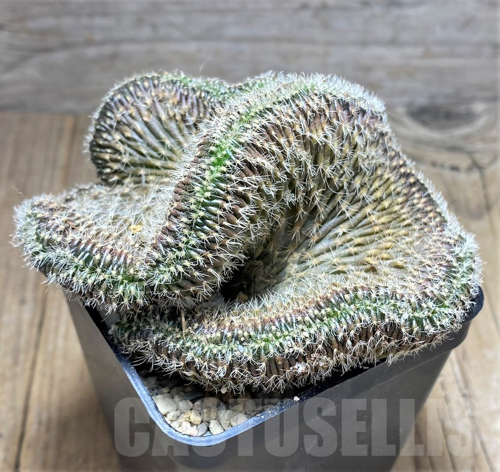 SHPR26771 Setiechinopsis mirabilis f. cristata - Image 2